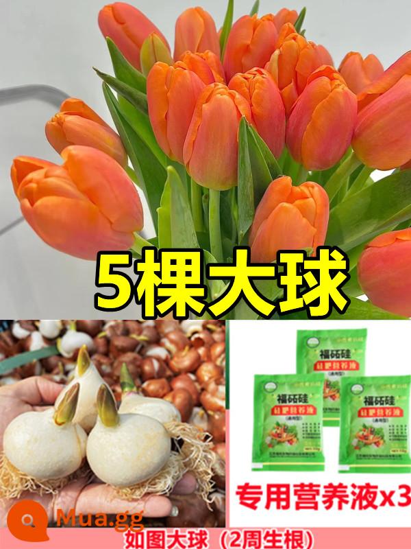 Tulip củ trồng thủy canh trong chậu có nụ cây hoa tươi trồng trong nhà hạt giống nhập khẩu dễ nuôi Bóng 5 độ - [Đã chọn] 5 bông hoa tulip màu cam [dung dịch dinh dưỡng miễn phí + bột tạo rễ]