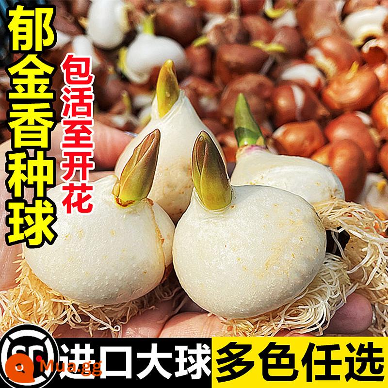 Tulip củ trồng thủy canh trong chậu có nụ cây hoa tươi trồng trong nhà hạt giống nhập khẩu dễ nuôi Bóng 5 độ - [Đã chọn] 3 bông hoa tulip nhiều màu [Dung dịch dinh dưỡng miễn phí]