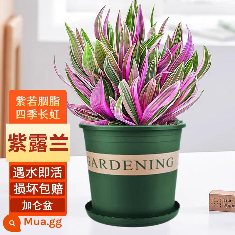 Sương tím phong lan thủy canh cây xanh Chlorophytum chậu nhỏ trong nhà văn phòng để bàn hoa sơn dầu đám cưới bốn mùa dễ nuôi - Hoa lan tím (chậu gallon)