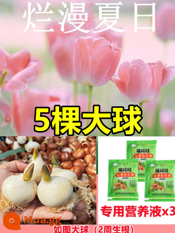 Tulip củ trồng thủy canh trong chậu có nụ cây hoa tươi trồng trong nhà hạt giống nhập khẩu dễ nuôi Bóng 5 độ - [Đã chọn] 5 bông hoa tulip hồng [dung dịch dinh dưỡng miễn phí + bột tạo rễ]