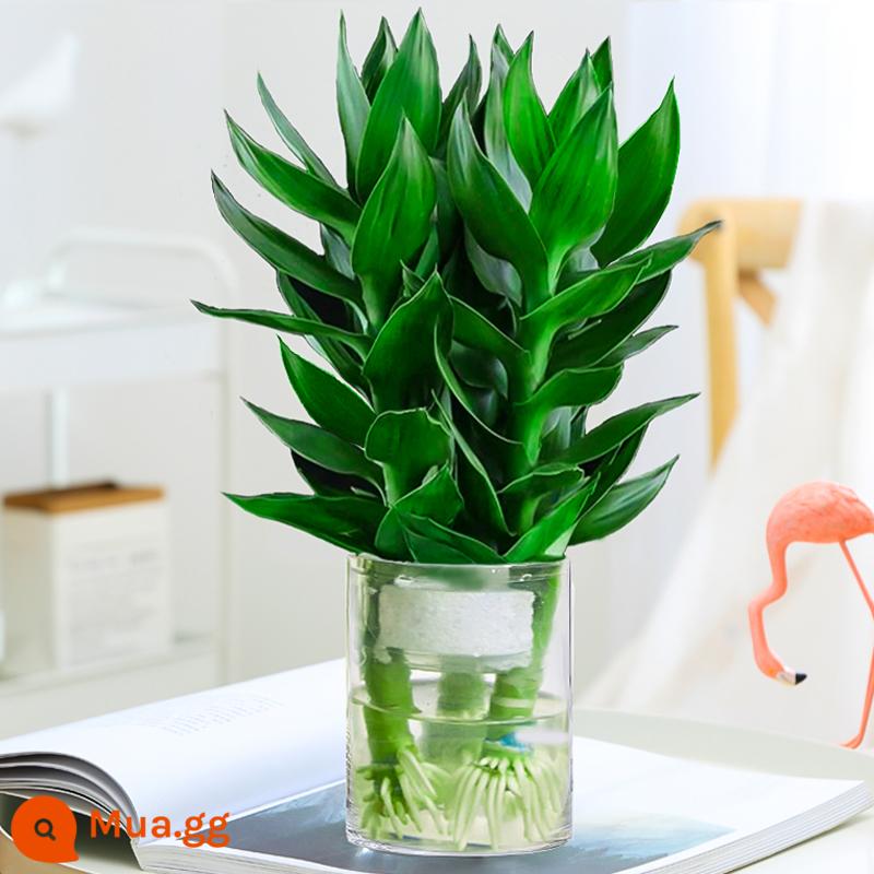 Cây thủy canh tre may mắn Tre Guanyin có rễ hoa và cây xanh kudzu vàng trong nhà chuyển chậu tre trồng thủy canh - [Vận chuyển kèm rễ] 3 cây trúc Quan Âm ( trụ tròn) + dung dịch dinh dưỡng