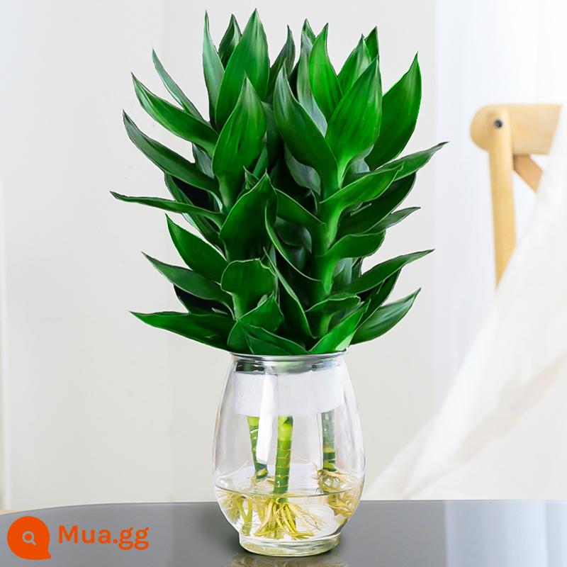 Cây thủy canh tre may mắn Tre Guanyin có rễ hoa và cây xanh kudzu vàng trong nhà chuyển chậu tre trồng thủy canh - [Vận chuyển kèm rễ] 3 cây trúc Quan Âm (bình trứng rồng) + dung dịch dinh dưỡng