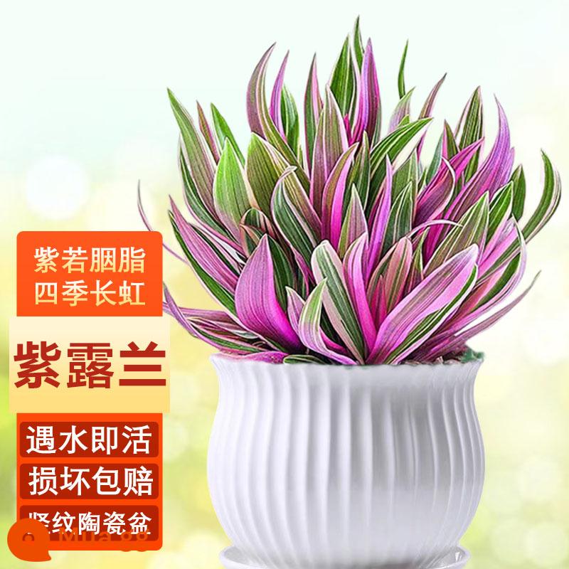 Sương tím phong lan thủy canh cây xanh Chlorophytum chậu nhỏ trong nhà văn phòng để bàn hoa sơn dầu đám cưới bốn mùa dễ nuôi - Lulan tím (chậu sứ sọc dọc)