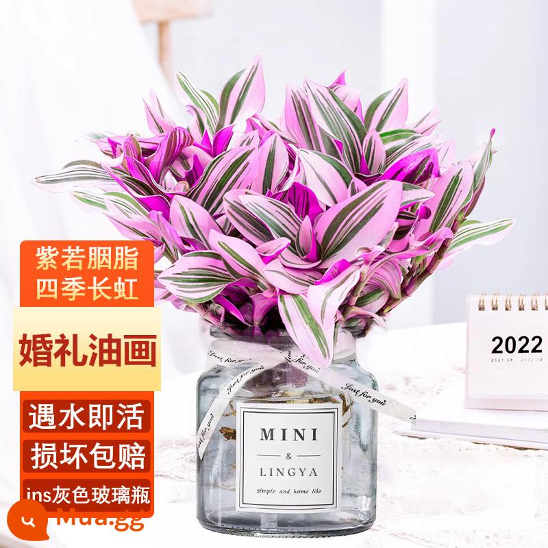 Sương tím phong lan thủy canh cây xanh Chlorophytum chậu nhỏ trong nhà văn phòng để bàn hoa sơn dầu đám cưới bốn mùa dễ nuôi - Tranh sơn dầu thủy canh đám cưới + chai thủy tinh màu xám