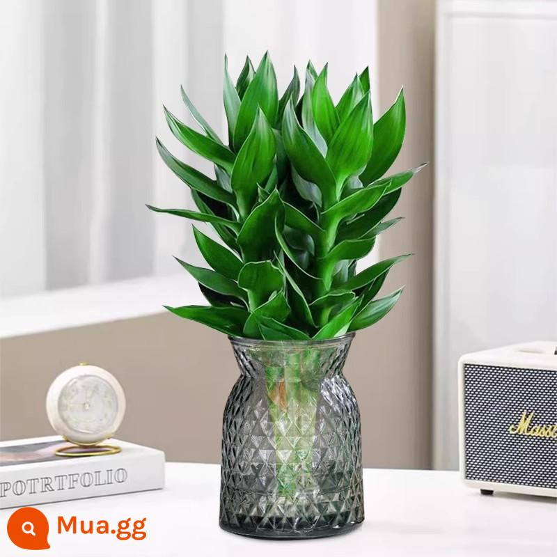 Cây thủy canh tre may mắn Tre Guanyin có rễ hoa và cây xanh kudzu vàng trong nhà chuyển chậu tre trồng thủy canh - [Mô hình người nổi tiếng trên Internet chất lượng cao] 3 cây tre Quán Âm (chai nhựa màu xám túi kim cương) + 2 dung dịch dinh dưỡng