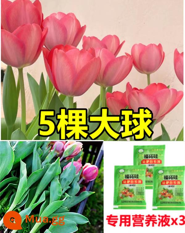 Tulip củ trồng thủy canh trong chậu có nụ cây hoa tươi trồng trong nhà hạt giống nhập khẩu dễ nuôi Bóng 5 độ - [Có nụ] 5 bông hoa tulip hồng [Dung dịch dinh dưỡng miễn phí + bột tạo rễ]