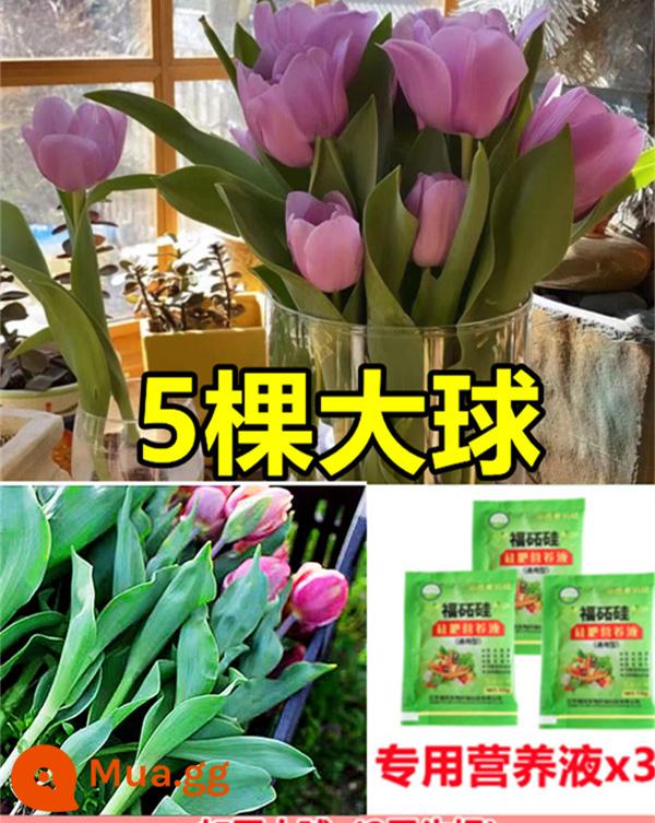 Tulip củ trồng thủy canh trong chậu có nụ cây hoa tươi trồng trong nhà hạt giống nhập khẩu dễ nuôi Bóng 5 độ - [Có nụ] 5 bông hoa tulip tím [Dung dịch dinh dưỡng miễn phí + bột tạo rễ]