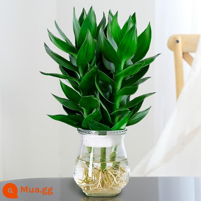 Cây thủy canh tre may mắn Tre Guanyin có rễ hoa và cây xanh kudzu vàng trong nhà chuyển chậu tre trồng thủy canh - [Vận chuyển kèm rễ] 3 cây trúc Quan Âm (chai bí đao) + dung dịch dinh dưỡng