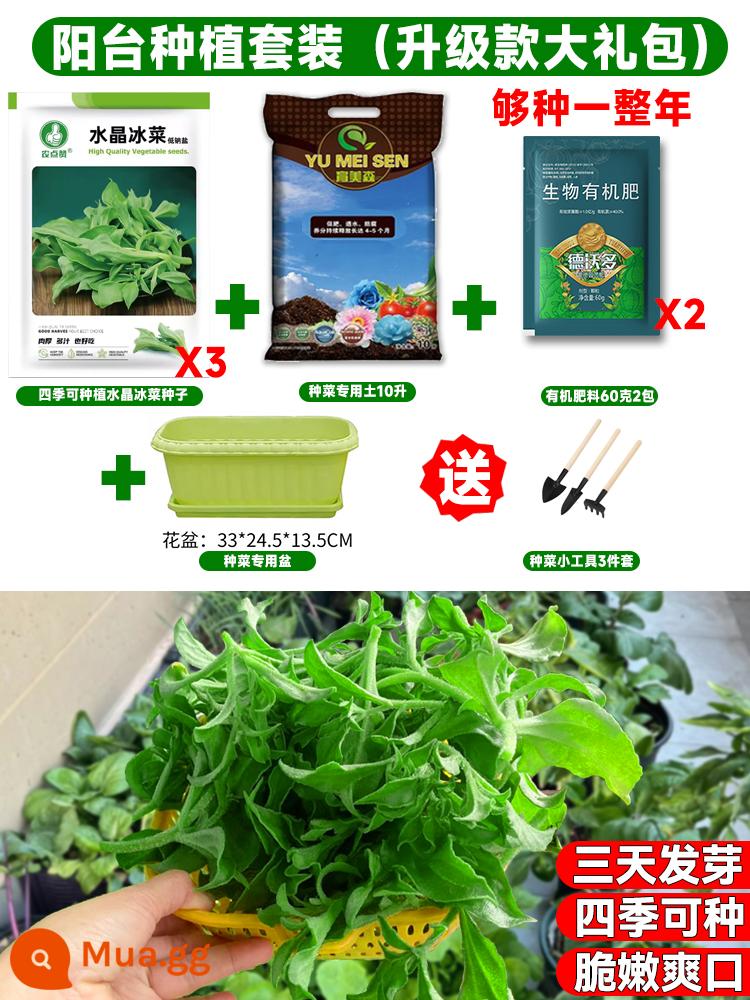 Crystal Ice Seeds Ban công Hạt giống rau trồng trong chậu Bộ sưu tập hoàn chỉnh Cây giống cỏ băng bốn mùa để trồng Hạt giống rau xanh vào mùa thu đông - [Bộ nâng cấp trồng trọt quanh năm] 3 gói hạt giống tảng băng + chậu/đất/phân bón và dụng cụ miễn phí