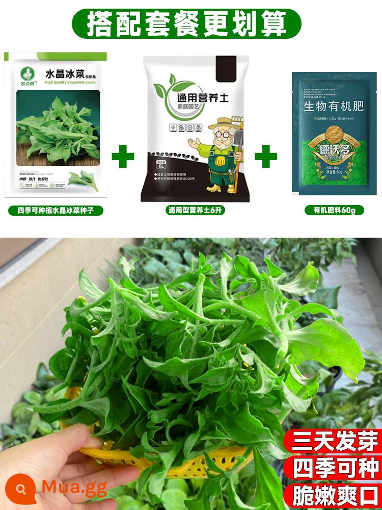 Crystal Ice Seeds Ban công Hạt giống rau trồng trong chậu Bộ sưu tập hoàn chỉnh Cây giống cỏ băng bốn mùa để trồng Hạt giống rau xanh vào mùa thu đông - [Hạt giống + Phân bón + Bộ đất] 500 hạt giống băng trôi + 60g phân hữu cơ + 6 lít đất dinh dưỡng hữu cơ