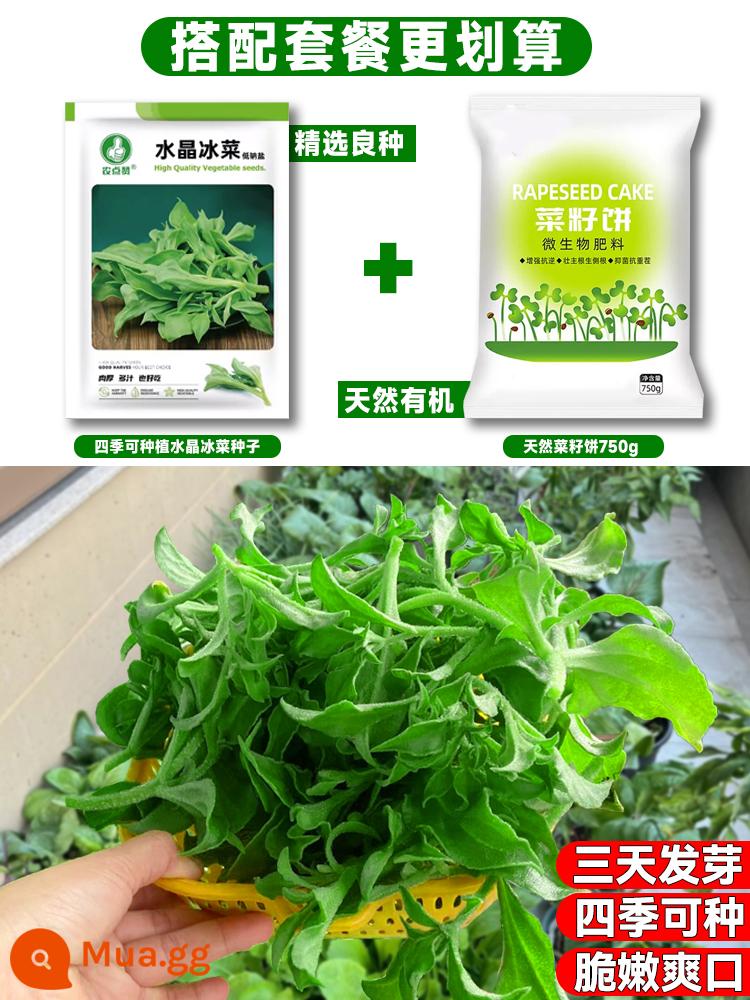 Crystal Ice Seeds Ban công Hạt giống rau trồng trong chậu Bộ sưu tập hoàn chỉnh Cây giống cỏ băng bốn mùa để trồng Hạt giống rau xanh vào mùa thu đông - [Hạt + Bánh Hạt Cải] Hạt Iceberg 500 Viên + Bánh Hạt Cải Tự Nhiên 750g