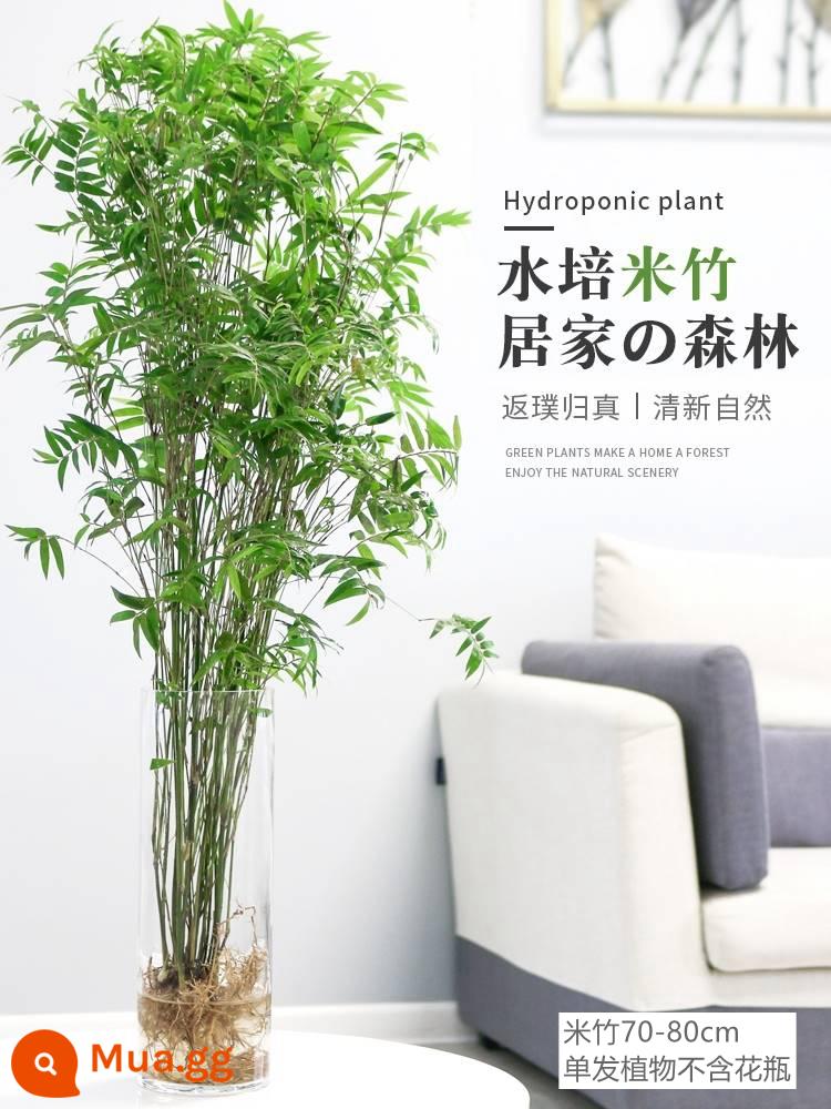 Cây thủy canh lúa tre trong nhà trồng trong chậu tre phong phú nandina cây cảnh cây xanh lá nhỏ hoa huệ tre hoa dễ trồng - Cây tre đơn khoảng 70-80cm [không bao gồm bình]