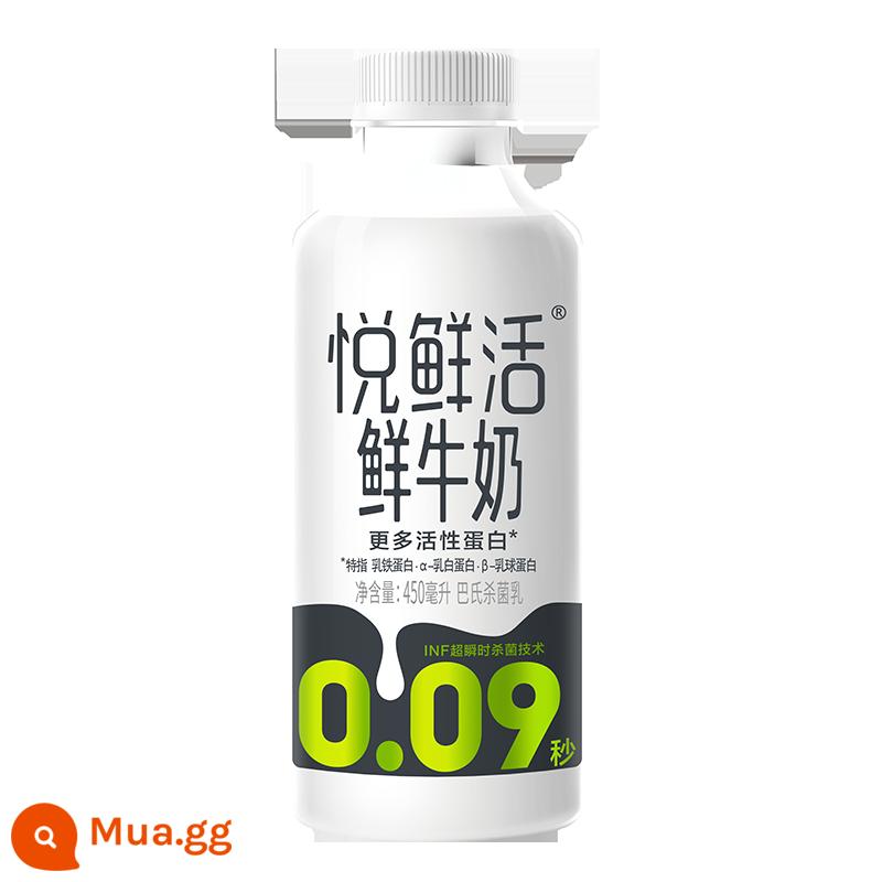 Sữa tươi Junle Baoyue 450ml*8 chai sữa tươi nguyên chất sữa dinh dưỡng học sinh bữa sáng sữa tươi nhiệt độ thấp - Sữa tươi Yuexianhuo 450ml/chai