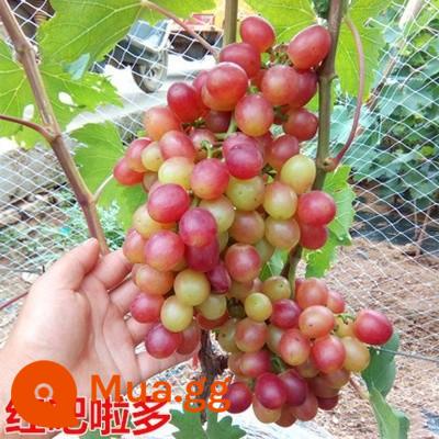 Kyoho Grapevine Sunshine Rose Sapphire Grapevine Qu Không hạt Nam Bắc Trồng trong chậu Cây leo vườn - Cây giống Barado đỏ 12 tuổi