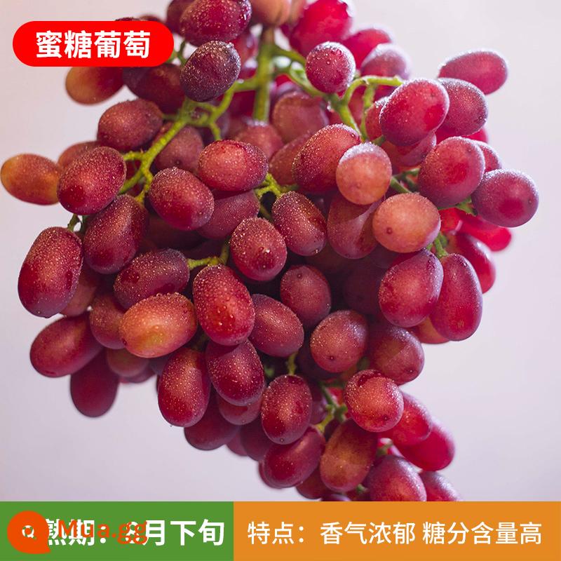 Kyoho Grapevine Sunshine Rose Sapphire Grapevine Qu Không hạt Nam Bắc Trồng trong chậu Cây leo vườn - Cây mật ong 12 tuổi