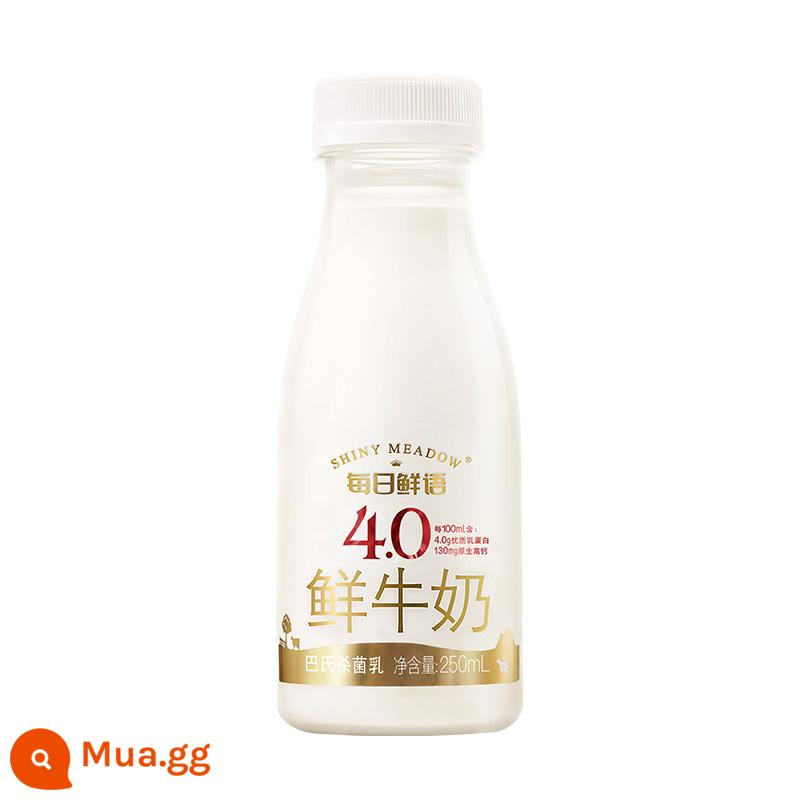 [Mua định kỳ] Sữa tươi tươi cao cấp hàng ngày Sữa tươi 4.0 250ml Bữa sáng Sữa dài hạn Giao hàng tuần - Chất béo đầy đủ (4,0g/100ml protein) 250ml