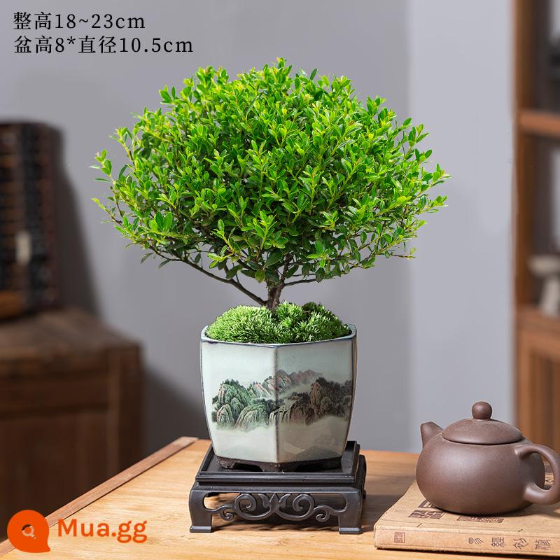 Lá nhỏ màu đỏ Nan cũ cọc chậu cây cảnh mini cây hoa trong nhà để bàn văn phòng cây xanh nhỏ tốt cho bốn mùa - Nan đỏ lá nhỏ mịn+chậu sứ phong cảnh+đáy+rêu