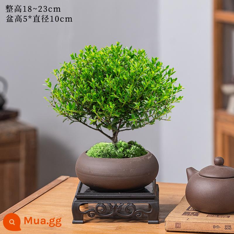 Lá nhỏ màu đỏ Nan cũ cọc chậu cây cảnh mini cây hoa trong nhà để bàn văn phòng cây xanh nhỏ tốt cho bốn mùa - Nan đỏ lá nhỏ mịn+chậu cát tím cổ hình bầu dục+đáy+rêu