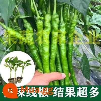 Cây giống ớt, cây giống ớt xanh, cây con non, hạt tiêu hướng lên đầy màu sắc cây kê trong chậu cay cà chua nhỏ cây giống rau cà tím cây giống dưa chuột - 10 cây tiêu giống dài dòng