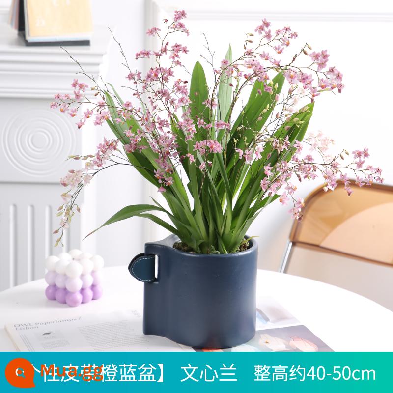 Nước hoa Wenxin Hoa lan với những nụ hoa trong mơ Hoa lan thơm hoa và thực vật trong nhà và chậu cây xanh - Oncidium lớn + chậu sứ xanh thắt lưng cá nhân (chiều cao tổng thể khoảng 40-50 cm) + phân bón miễn phí