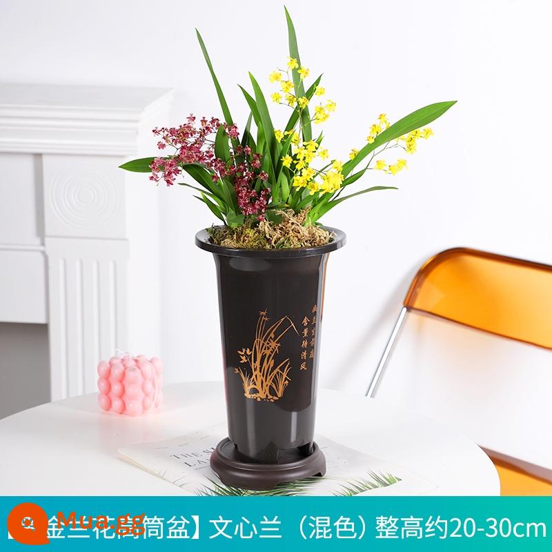 Nước hoa Wenxin Hoa lan với những nụ hoa trong mơ Hoa lan thơm hoa và thực vật trong nhà và chậu cây xanh - [Oncidium hai màu] đỏ + vàng kết hợp với 6 cây con + chậu cao lan vàng đen + giá đỡ đáy (đã bao gồm phân bón)