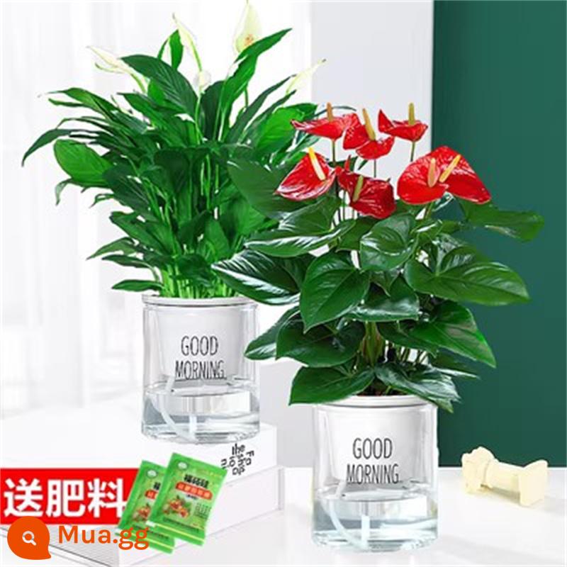 Cây cọ trắng mịn màng Cây thủy canh trong chậu Hoa và cây xanh trong văn phòng Hoa Pueraria Flamingo vàng Cây tiền Dễ bảo trì - [Giá cả phải chăng] Hoa anthurium loại đặc biệt + cọ trắng loại đặc biệt (chậu chào buổi sáng) + dung dịch dinh dưỡng