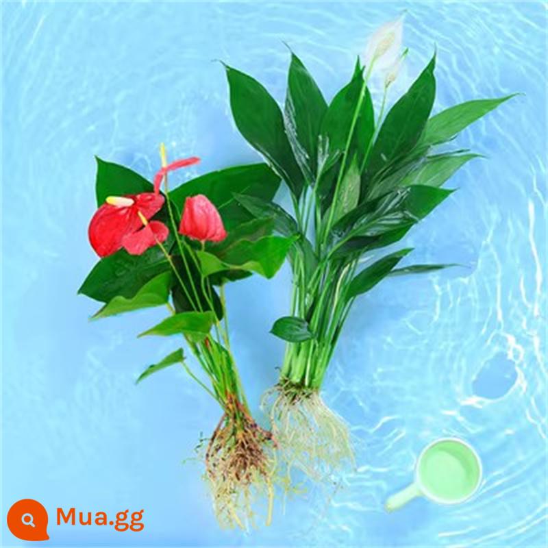 Cây cọ trắng mịn màng Cây thủy canh trong chậu Hoa và cây xanh trong văn phòng Hoa Pueraria Flamingo vàng Cây tiền Dễ bảo trì - [Giá đặc biệt thủy canh] Đơn hoa Anthurium + 2 cây thốt nốt trắng (thủy canh) + dung dịch dinh dưỡng