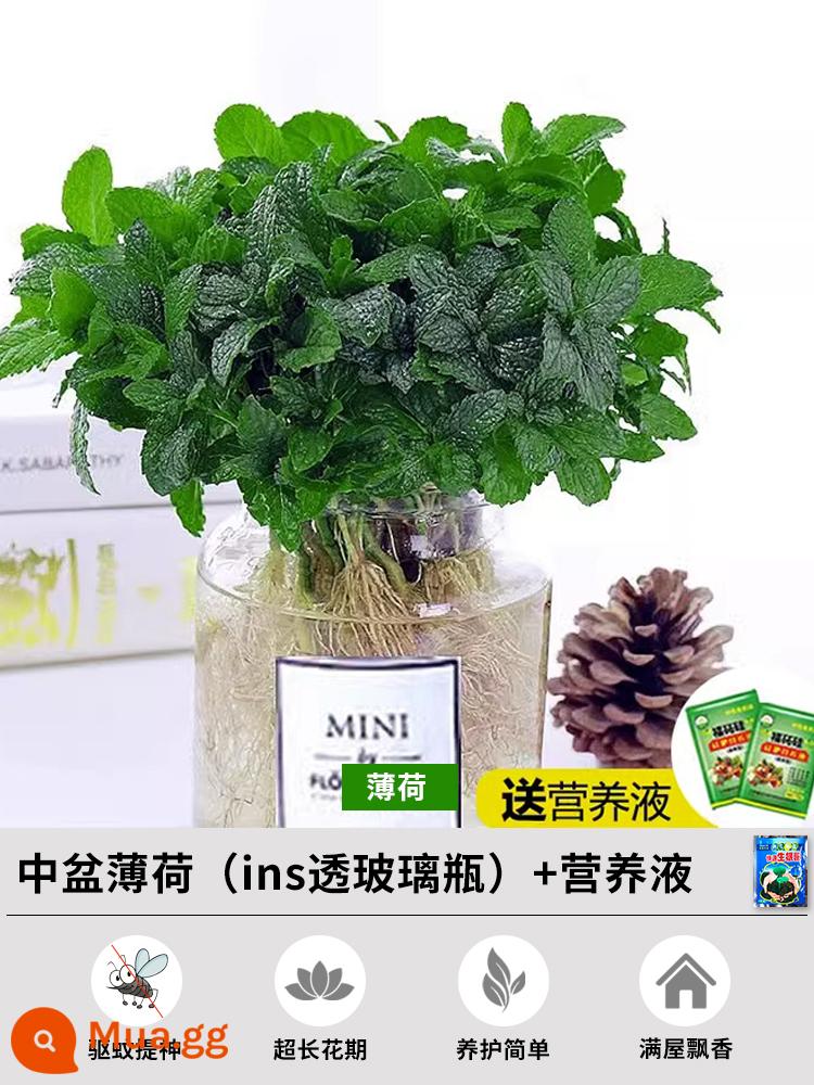 Bạc hà trồng trong chậu thủy canh lá catnip tươi ăn được hương thảo cây đuổi muỗi trong nhà ban công cây xanh hoa - [Bạc hà thủy canh] Bạc hà chậu cỡ vừa (trong chai thủy tinh trong suốt) + dung dịch dinh dưỡng