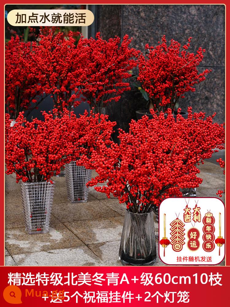 Nhập khẩu Bắc Mỹ Cut Flower Red Fruit Fruit năm mới của năm mới Lễ hội Lantern Hydroponic Hydroponic Yunnan Kunming Flower - Tuyển chọn 10 cây nhựa ruồi Bắc Mỹ loại A+ cao cấp 60cm + 5 mặt dây chuyền phước lành + 2 đèn lồng