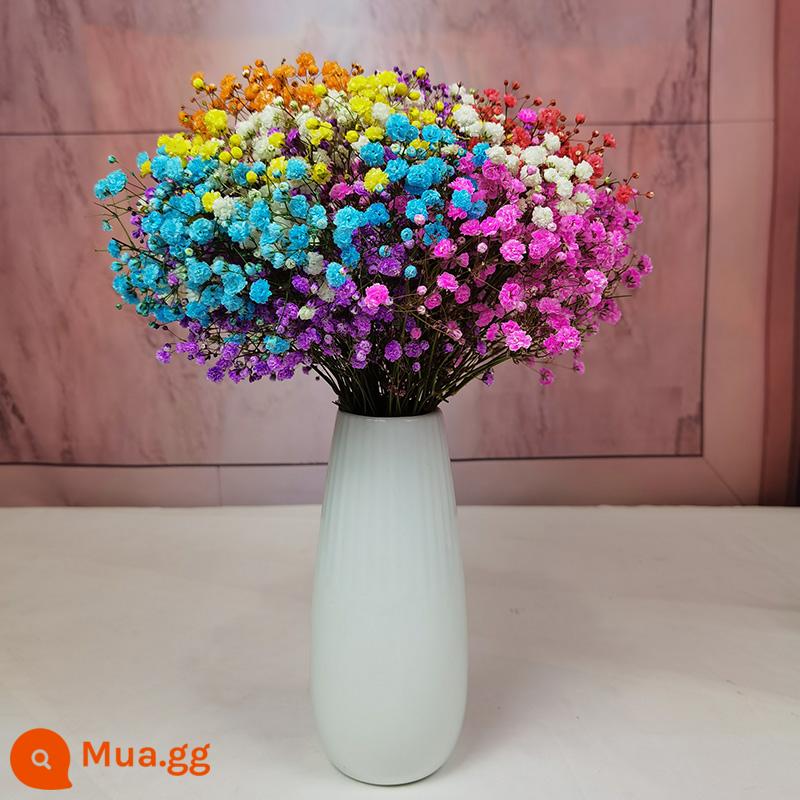 Gypsophila khô hoa trang trí phòng khách trang trí bán buôn gió tự nhiên tươi bình hoa thật quà tặng chất liệu tự làm - Hơi thở em bé đầy màu sắc + bình sứ trắng miễn phí