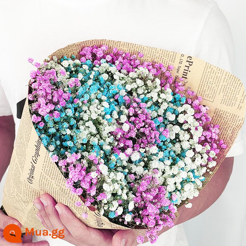 Gypsophila khô hoa trang trí phòng khách trang trí bán buôn gió tự nhiên tươi bình hoa thật quà tặng chất liệu tự làm - Gypsophila hồng + xanh + trắng mỗi kg (bản dài)