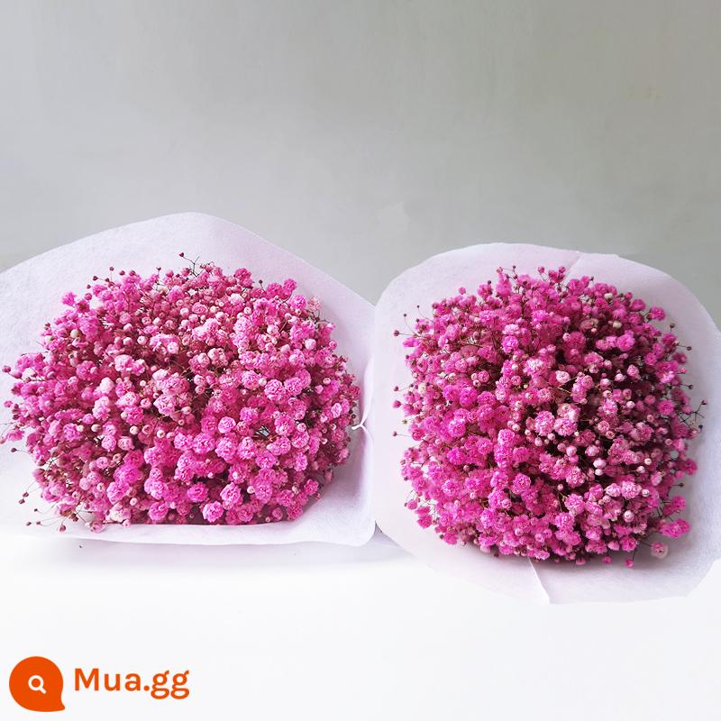 Gypsophila khô hoa trang trí phòng khách trang trí bán buôn gió tự nhiên tươi bình hoa thật quà tặng chất liệu tự làm - Gypsophila hồng (mua một tặng một, tổng cộng hai bó)