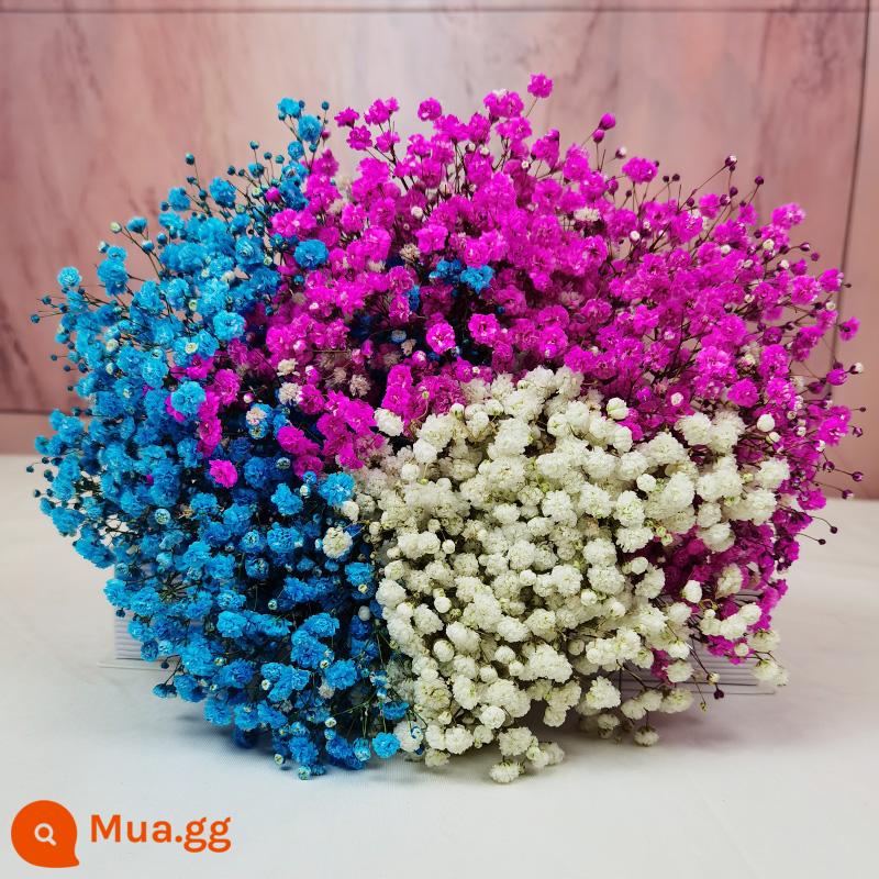 Gypsophila khô hoa trang trí phòng khách trang trí bán buôn gió tự nhiên tươi bình hoa thật quà tặng chất liệu tự làm - Bó lớn màu xanh + trắng + hồng em bé (không bao gồm bình)