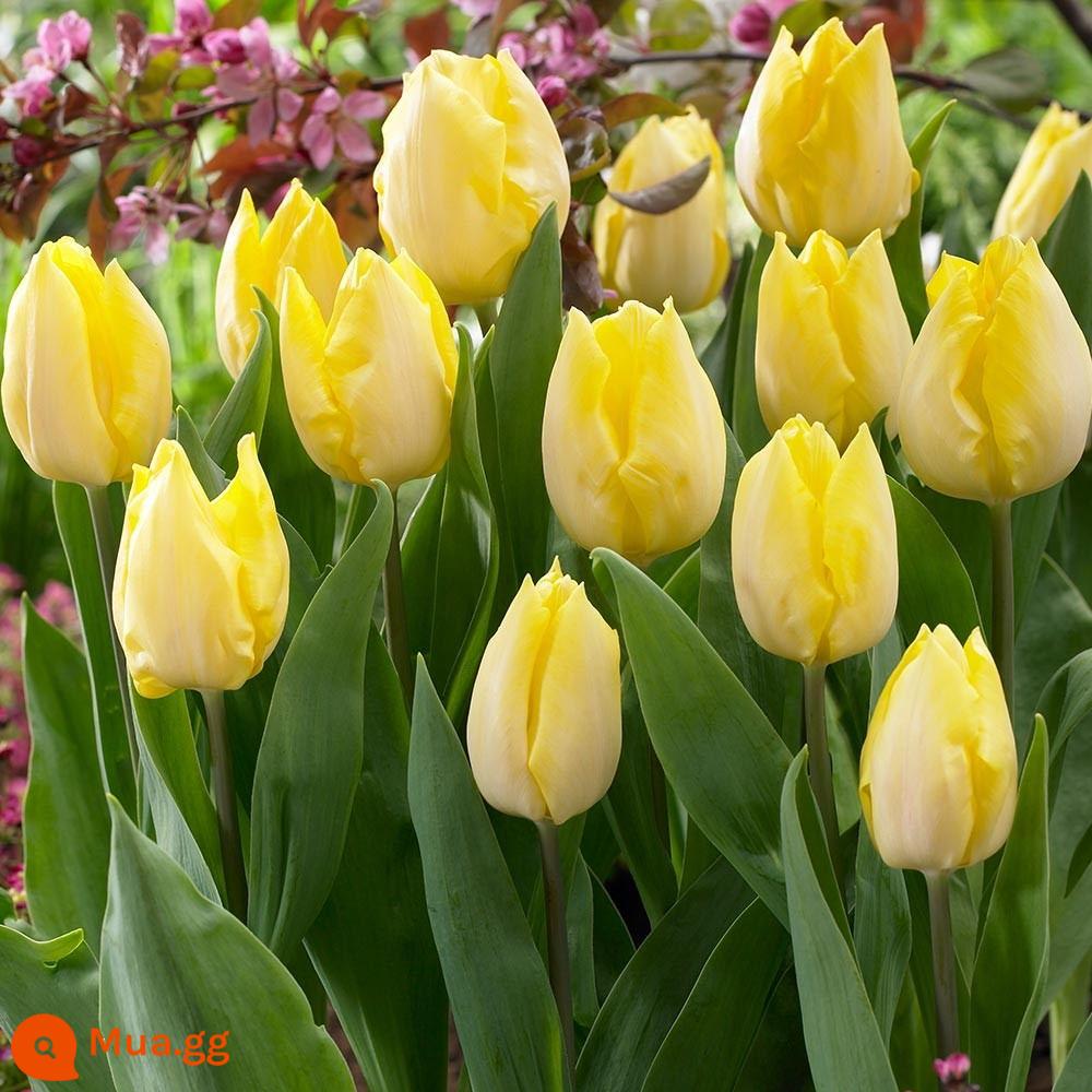 Củ hoa tulip văn hóa đất chịu lạnh trồng trong chậu trong nhà và ngoài trời ban công củ lớn dễ sống Hạt giống hoa nở hoa - [H2 Na Uy Sunshine Tulip] 5 bóng + dung dịch dinh dưỡng + phân bón + carbendazim