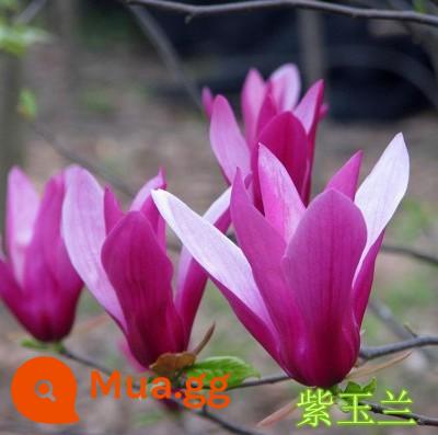 Magnolia Saplings Cây sân lớn Trồng phong cảnh xanh và sân trong màu đỏ tươi, màu đỏ màu vàng tím Magnolia - Hoa mộc lan tím 3 cm [đất bóng giao] có nụ