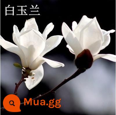 Magnolia Saplings Cây sân lớn Trồng phong cảnh xanh và sân trong màu đỏ tươi, màu đỏ màu vàng tím Magnolia - Hoa mộc lan trắng 3 cm [đất bóng giao] có nụ