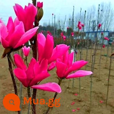 Magnolia Saplings Cây sân lớn Trồng phong cảnh xanh và sân trong màu đỏ tươi, màu đỏ màu vàng tím Magnolia - Hoa mộc lan đỏ 3cm [đất bóng giao] có nụ