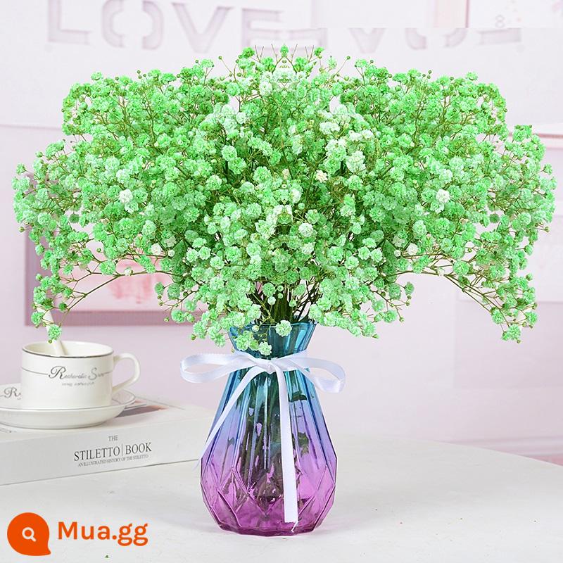 Bình đầy sao bó hoa khô hoa tươi trang trí phòng khách tự nhiên trang trí phòng ngủ cắm hoa tại nhà - Gypsophila xanh [có bình]