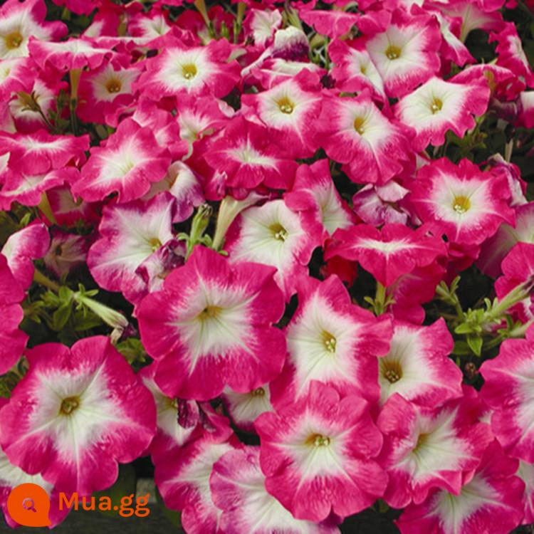 Hạt giống dã yên thảo nhập khẩu Mỹ dòng hạt giống Mirage bốn mùa dễ trồng - Pan American Petunia Rose Morning 20 viên + 10 khối cây giống nhập khẩu