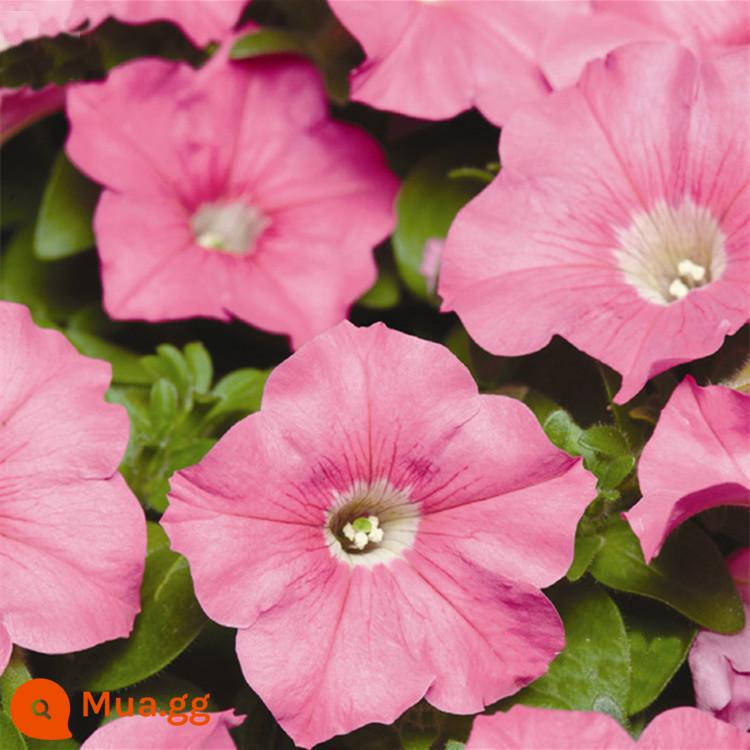 Hạt giống dã yên thảo nhập khẩu Mỹ dòng hạt giống Mirage bốn mùa dễ trồng - Pan American Petunia Pink 20 viên + 10 khối cây giống nhập khẩu