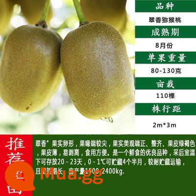 cây giống trái kiwi trái tim đỏ trái lớn bắc nam trồng chậu đất trái tim vàng mềm táo tàu trái kiwi cây trái cây giống năm đó kết quả - Cây giống Cuixiang 3 tuổi (mua một tặng một)