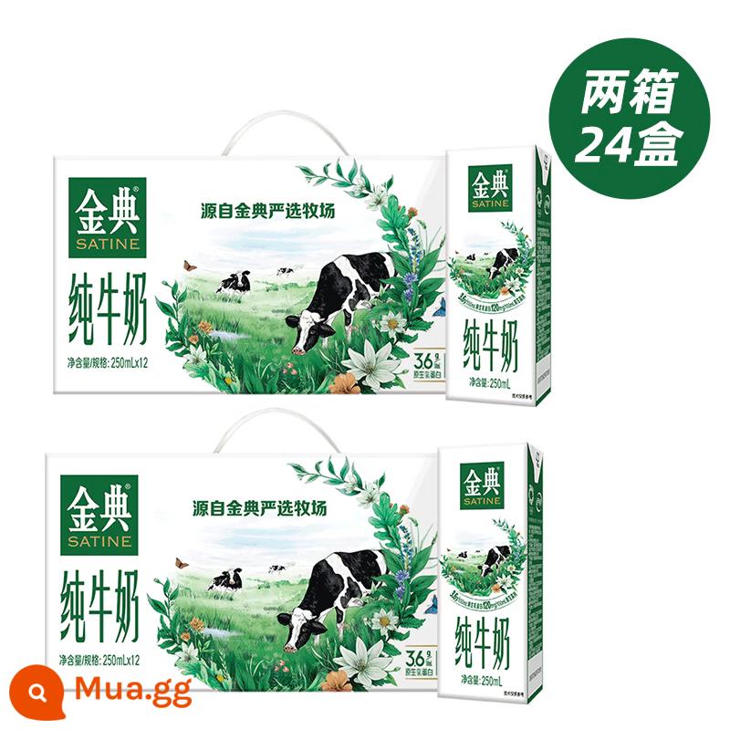 Hàng mới về vào tháng 11 Sữa nguyên chất Yili Jindian 250ml * 12 hộp/hộp đầy đủ sữa ăn sáng dinh dưỡng dành cho người lớn dành cho học sinh - [Hàng mới về tháng 12] Sữa nguyên chất Jindian 250ml*24 hộp