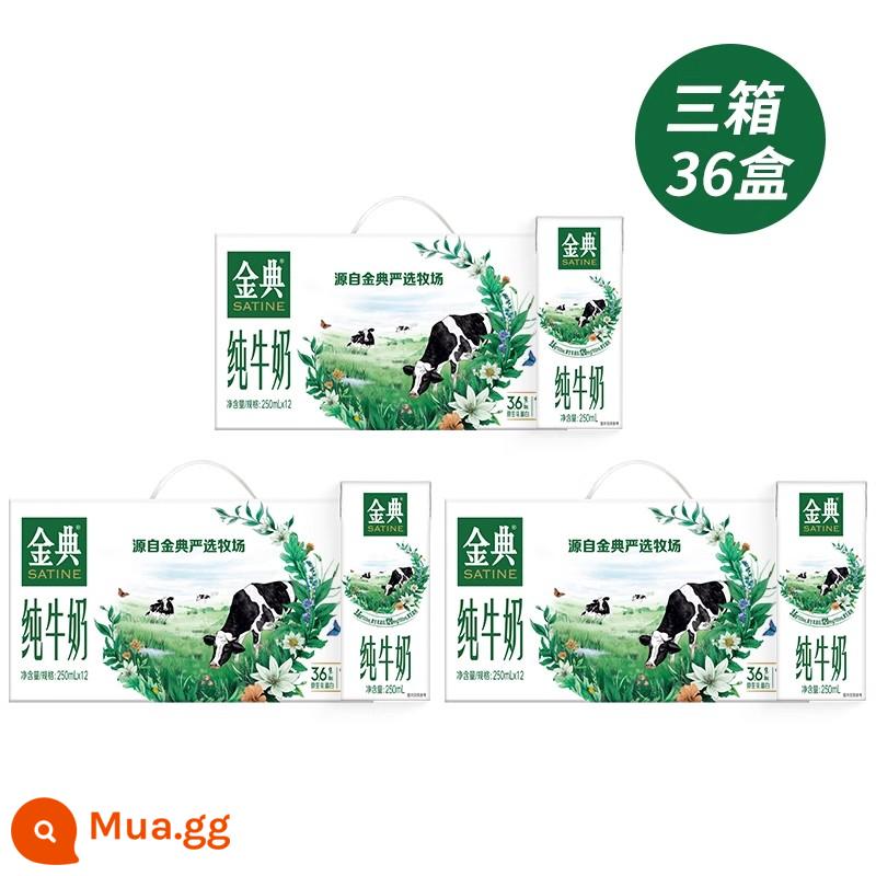 Hàng mới về vào tháng 11 Sữa nguyên chất Yili Jindian 250ml * 12 hộp/hộp đầy đủ sữa ăn sáng dinh dưỡng dành cho người lớn dành cho học sinh - [Hàng mới về tháng 12] Sữa nguyên chất Jindian 250ml*36 hộp