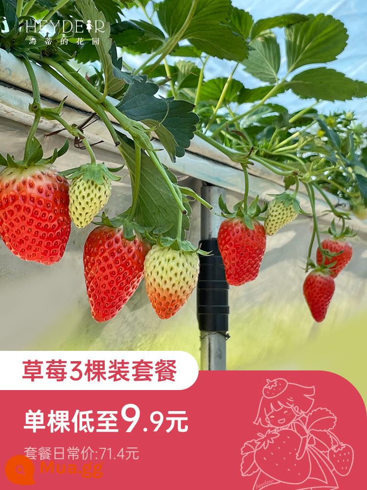 Heidi's Garden Cửa hàng Flagship Cây giống trong chậu Dâu tây Kem Confidante Family Edible Four Seasons Fruit Seeds with Pots and Soil - [Bán trước] Dâu đỏ 15cm 3 chậu [giá gốc 71,4]