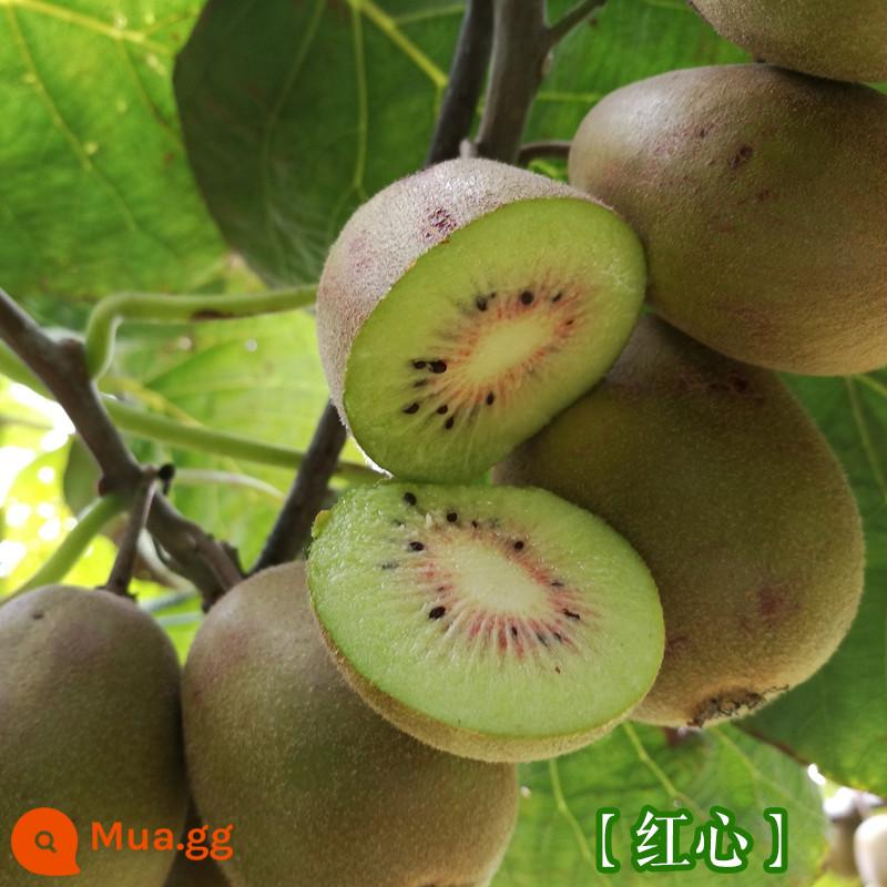 cây giống trái kiwi táo tàu mềm cây ăn trái trồng chậu bắc nam trồng cây giống trái kiwi tim vàng trái tim đỏ năm đó quả - Kiwi Red Heart [Cây giống 5 tuổi mua một tặng một]