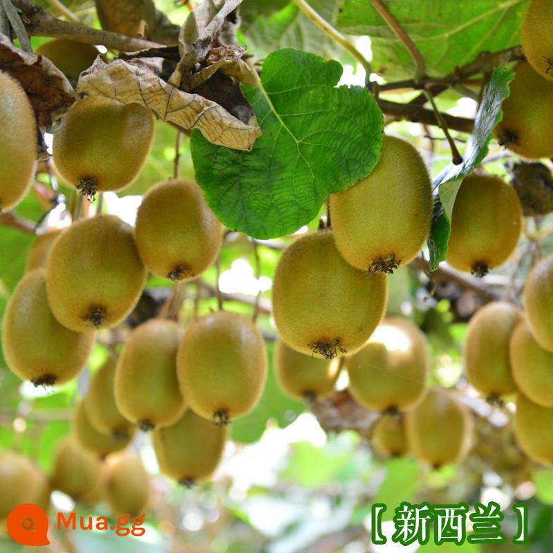 cây giống trái kiwi táo tàu mềm cây ăn trái trồng chậu bắc nam trồng cây giống trái kiwi tim vàng trái tim đỏ năm đó quả - Quả Kiwi New Zealand [Cây giống 5 tuổi mua một tặng một]