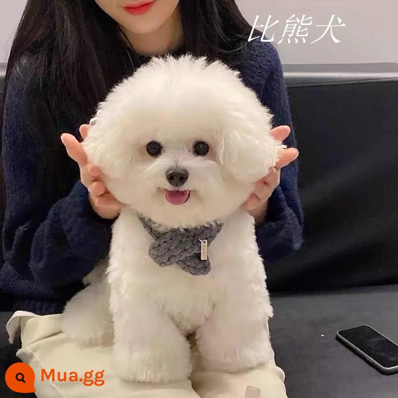 Chó con Bichon Frise thuần chủng Live Real Dog Bichon Frise Teddy Dog Small Teacup Pomeranian White Pet Dog - Trắng