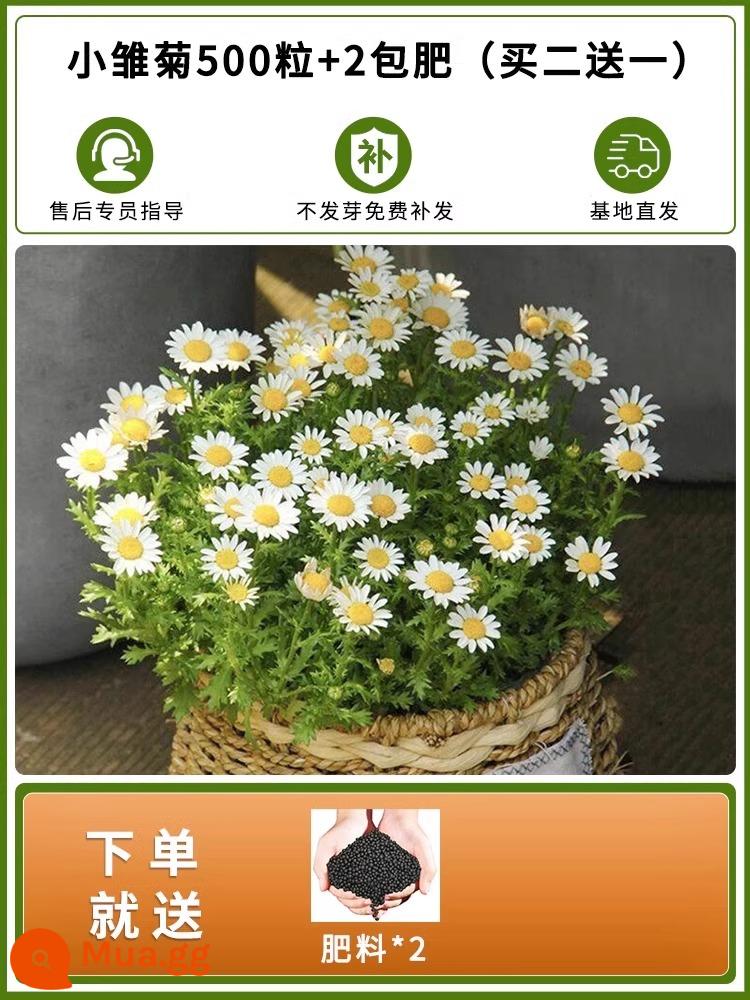 Hạt giống hoa Margaret nở hoa quanh năm chậu nổ trong nhà và ngoài trời hạt giống hoa cúc nhỏ sân ban công - Daisy 500 viên + 2 túi phân bón (mua 2 tặng 1)