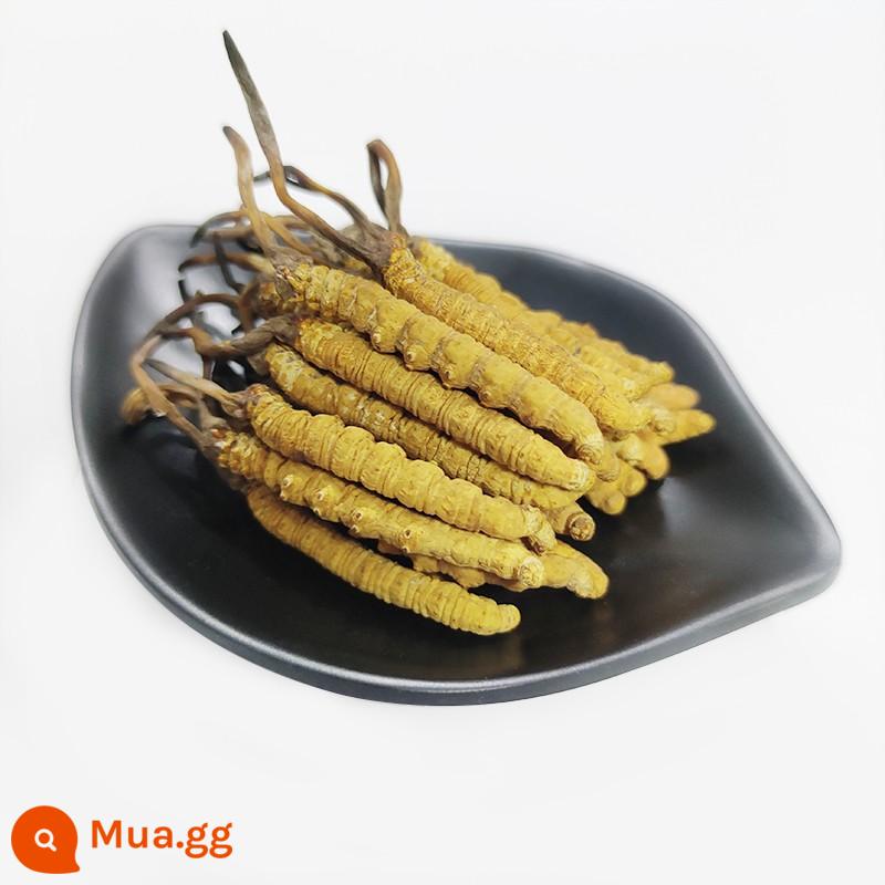 [Chế Biến Cỏ Vỡ] Đông Trùng Hạ Thảo Vỡ Cordyceps Sinensis Nguyên Liệu Ngâm Rượu Không Sủi Bọt Nguyên Liệu Hàng Khô Tự Dùng Tây Tạng Naqu - Chất lượng cao [không có cỏ bị gãy] nguyên thanh [mười gram]