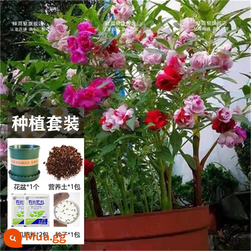 Hạt giống bạc hà ăn được trong nhà và ngoài trời hạt giống bạc hà chanh catnip trong nhà cho tất cả các mùa gieo cây và hoa - 200 chậu hoa + đất + 2 bao phân bón [Mua 2 tặng 1]